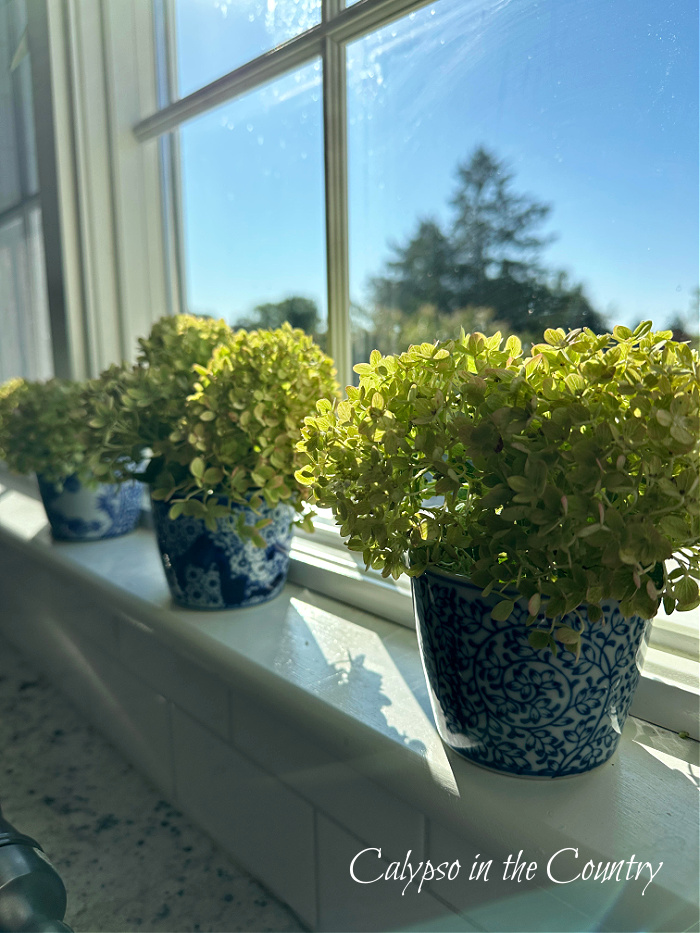 Three blue and white vases filled with green hydrangeas in wiindow sill