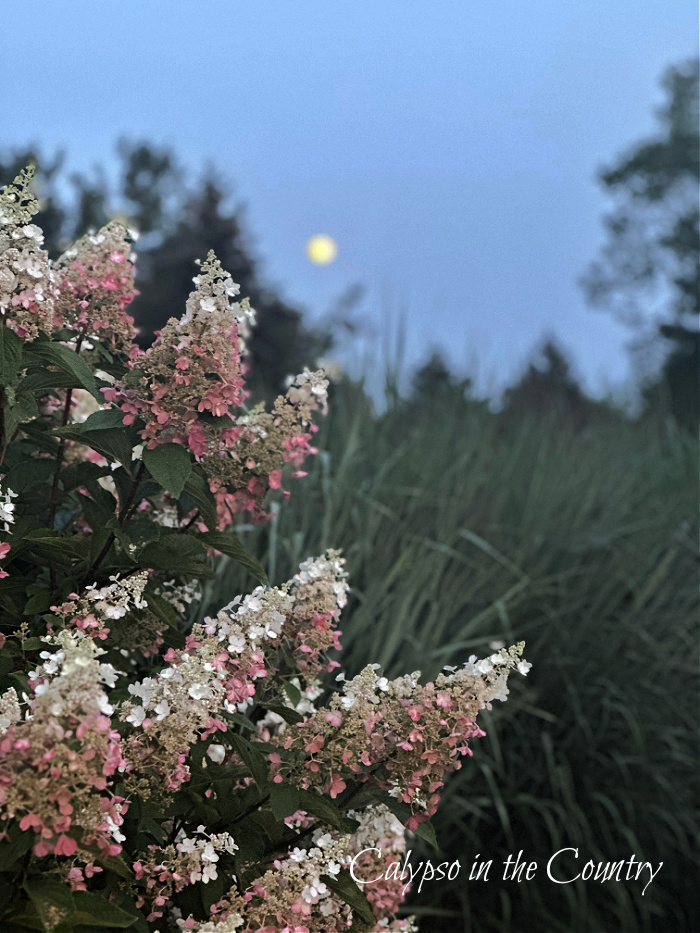 pink hydrangeas , tall grasses and full moon 