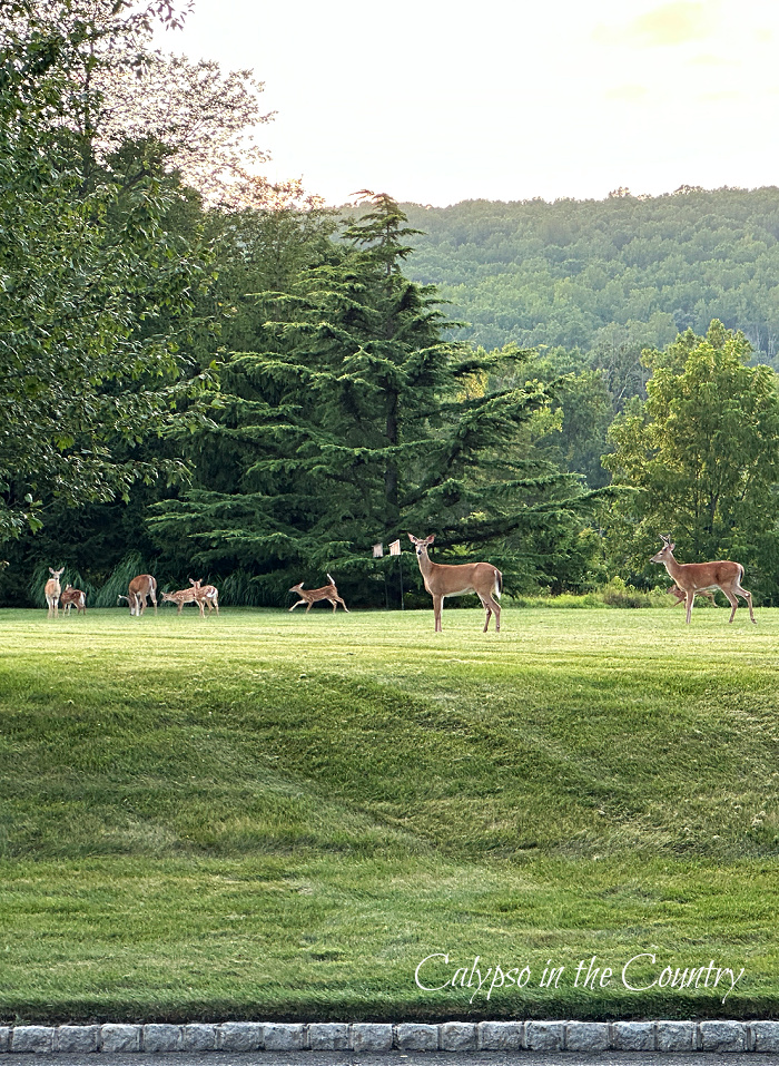 Family of deer in field by trees - August recap