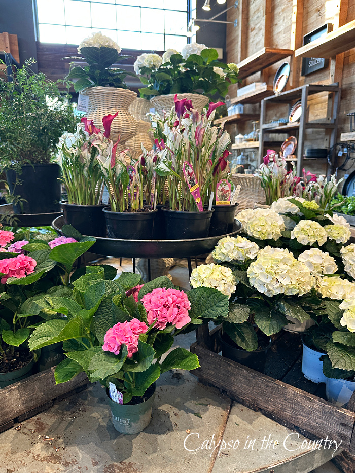 Flower display in garden store