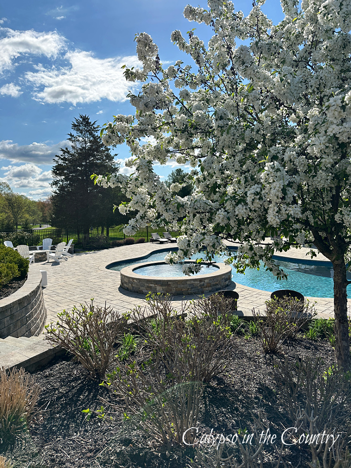White flowers on tree with free form pool with hot tub in background - April wrap up