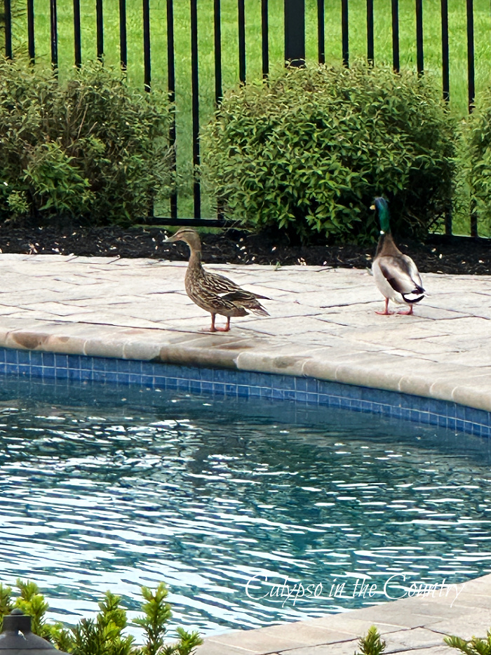 ducks by pool - welcome May