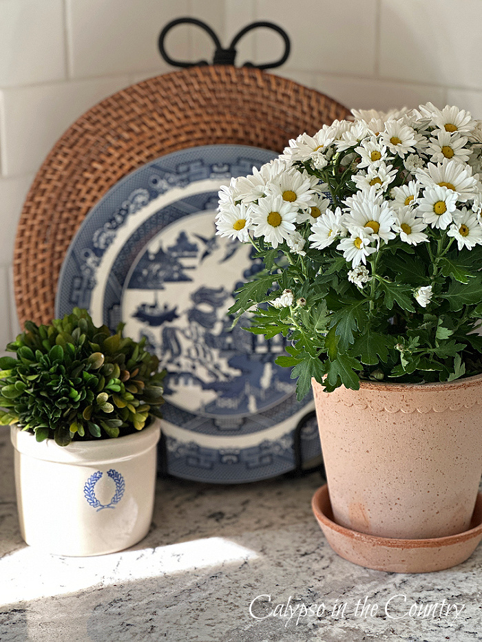 potted plants in front of blue plate and charger on stand on kitchen counter - may recap