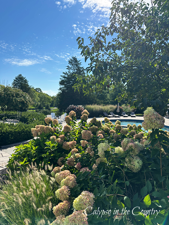 Hydrangeas by pool - August Wrap Up