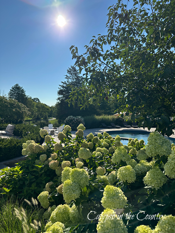 Green hydrangeas with pool in background