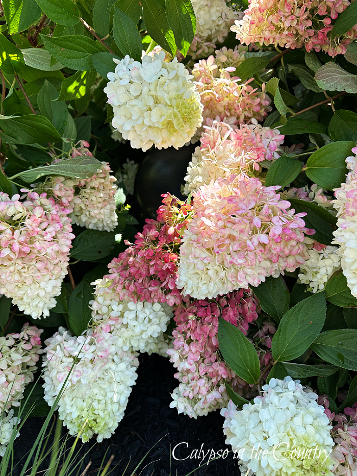 Pink and white hydrangeas on bushes