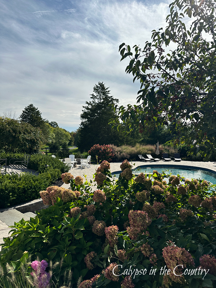 hydrangeas by the pool and patio - september wrap up
